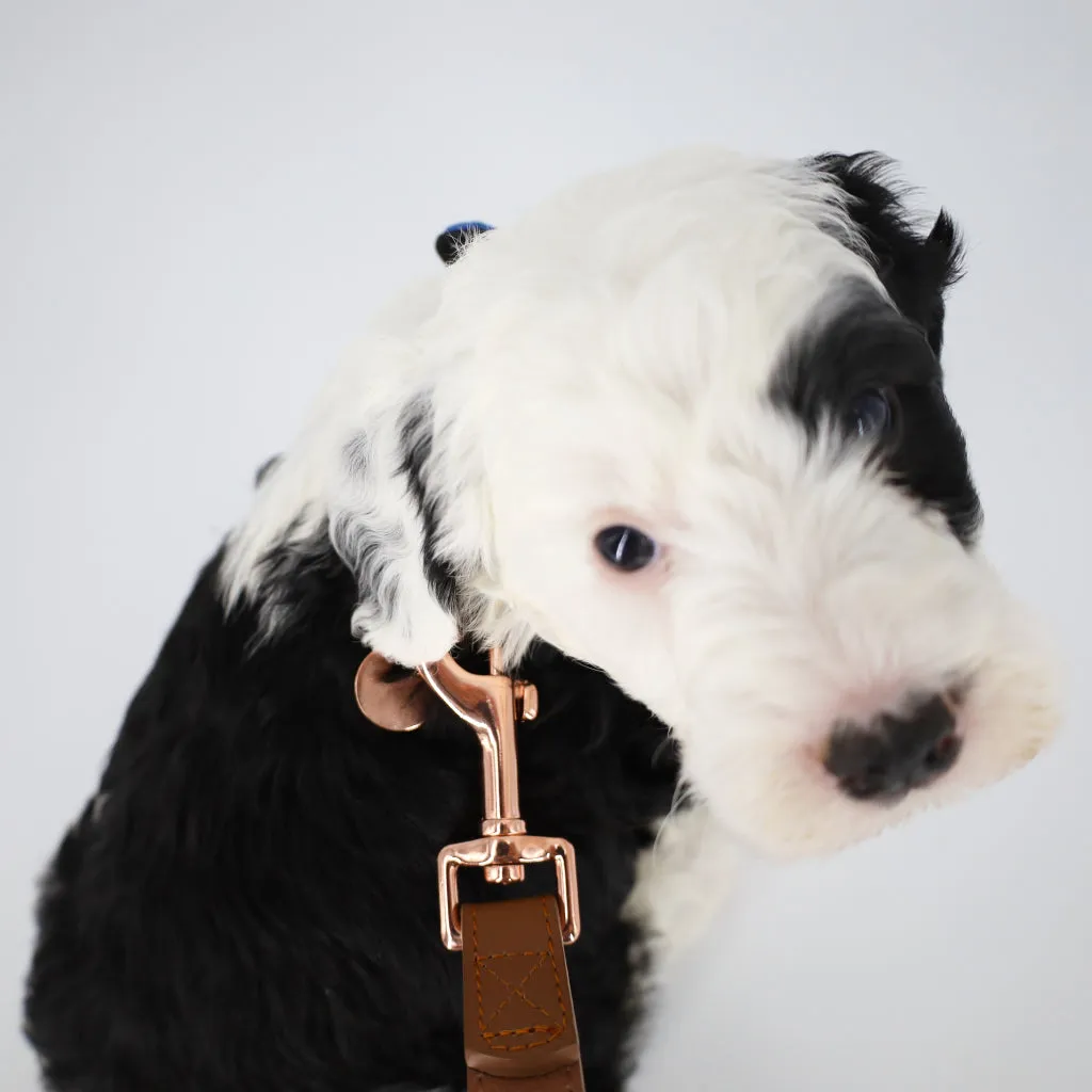 5 ft Genuine Leather Leash - 3 Colors