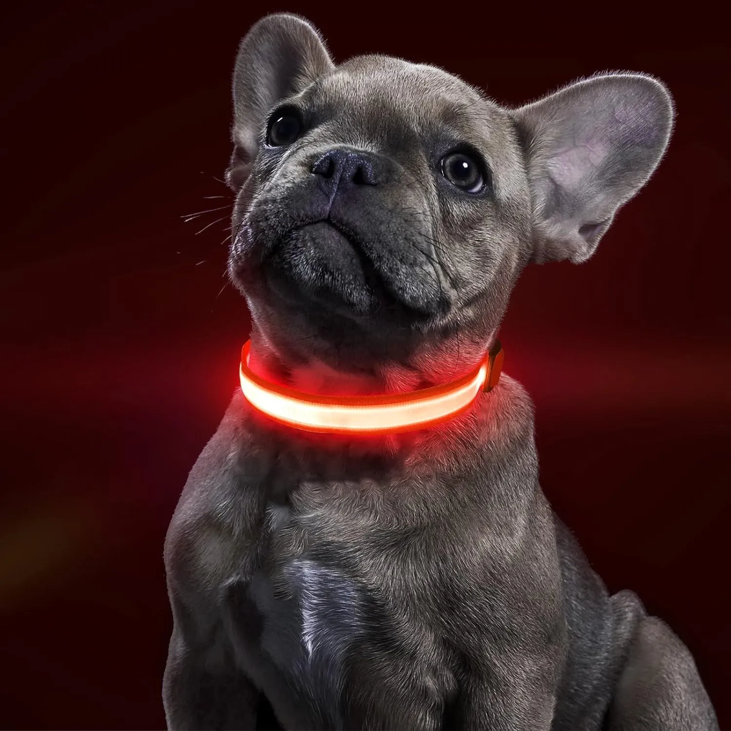BSEEN Light Up Dog Collar - Rechargeable LED Dog Collar - Water-Resistant Reflective Puppy Collars- Glow in The Dark Christmas Dog Lights for Night Walking (Ruby Red, Medium)