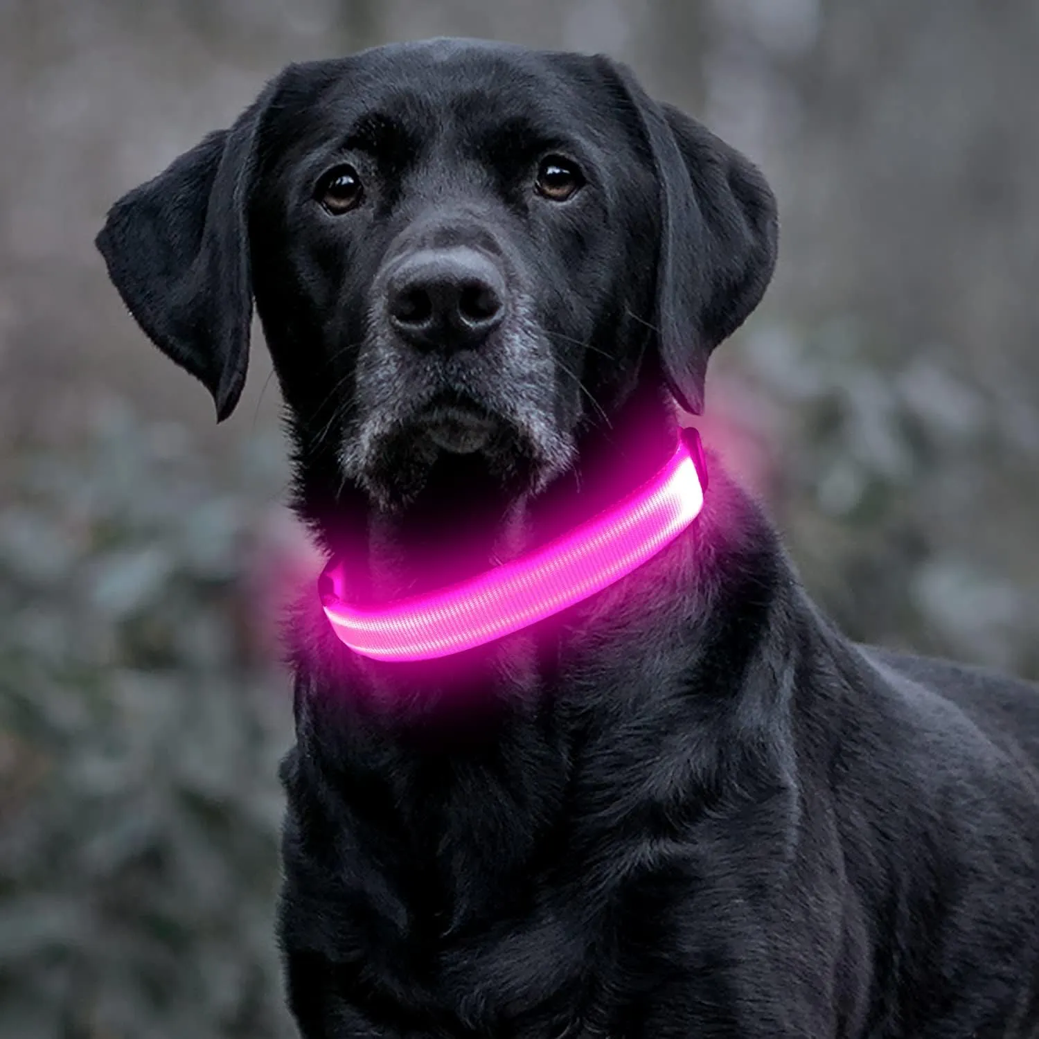 Colaseeme LED Dog Collar Light Up Dog Collars Micro USB Rechargeable Adjustable Nylon Webbing Plastic Buckle D Ring Glow Safety Basic Dog Collars for Dogs (L, Pink)