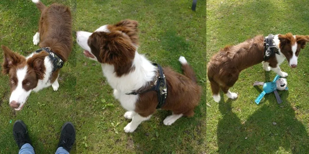Dog Vest Harness