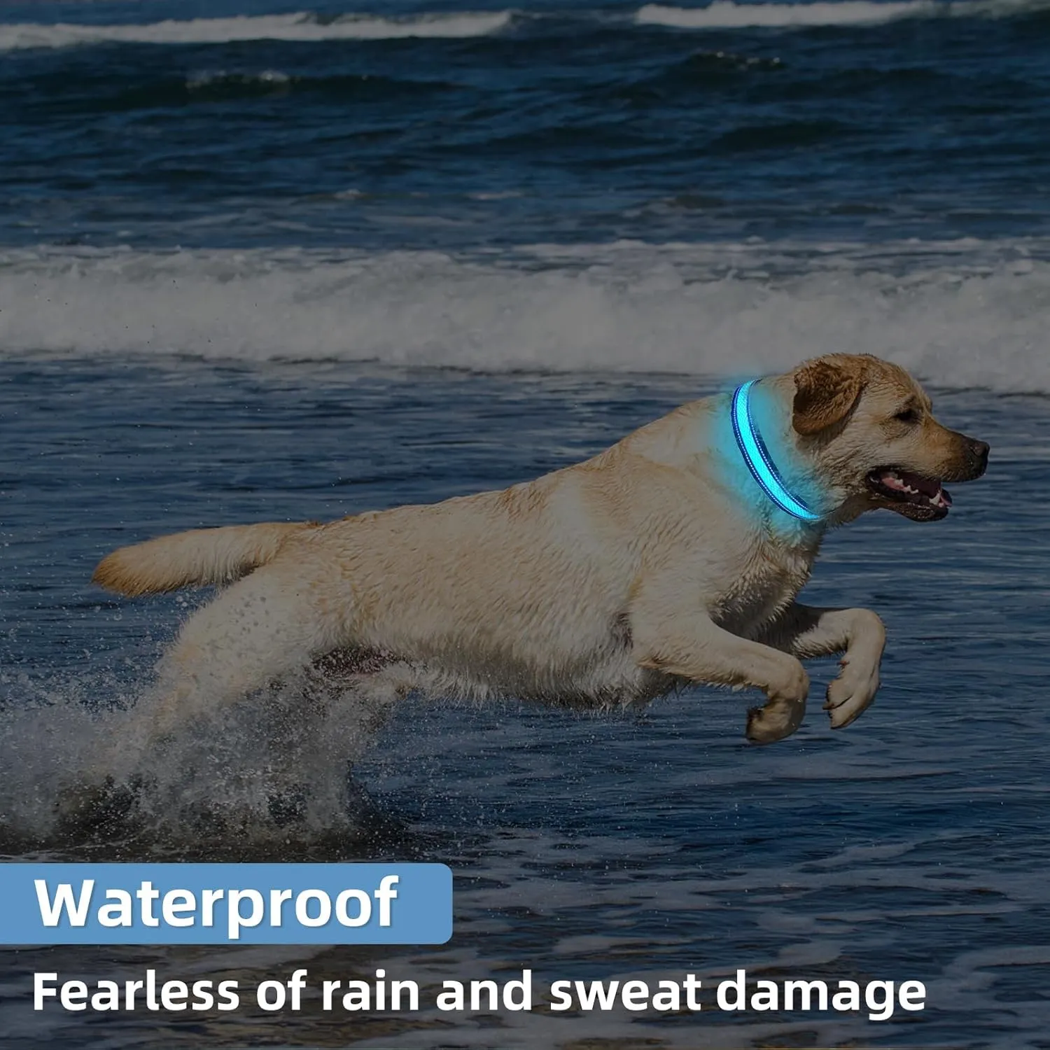 Light Up Dog Collar: Rechargeable Waterproof Safety Dogs Accessories - Glow in The Dark Pet Collars for Night Walking - Best Flashing Neon Blue Lights and Glowing Lighted Gear in Nite Time