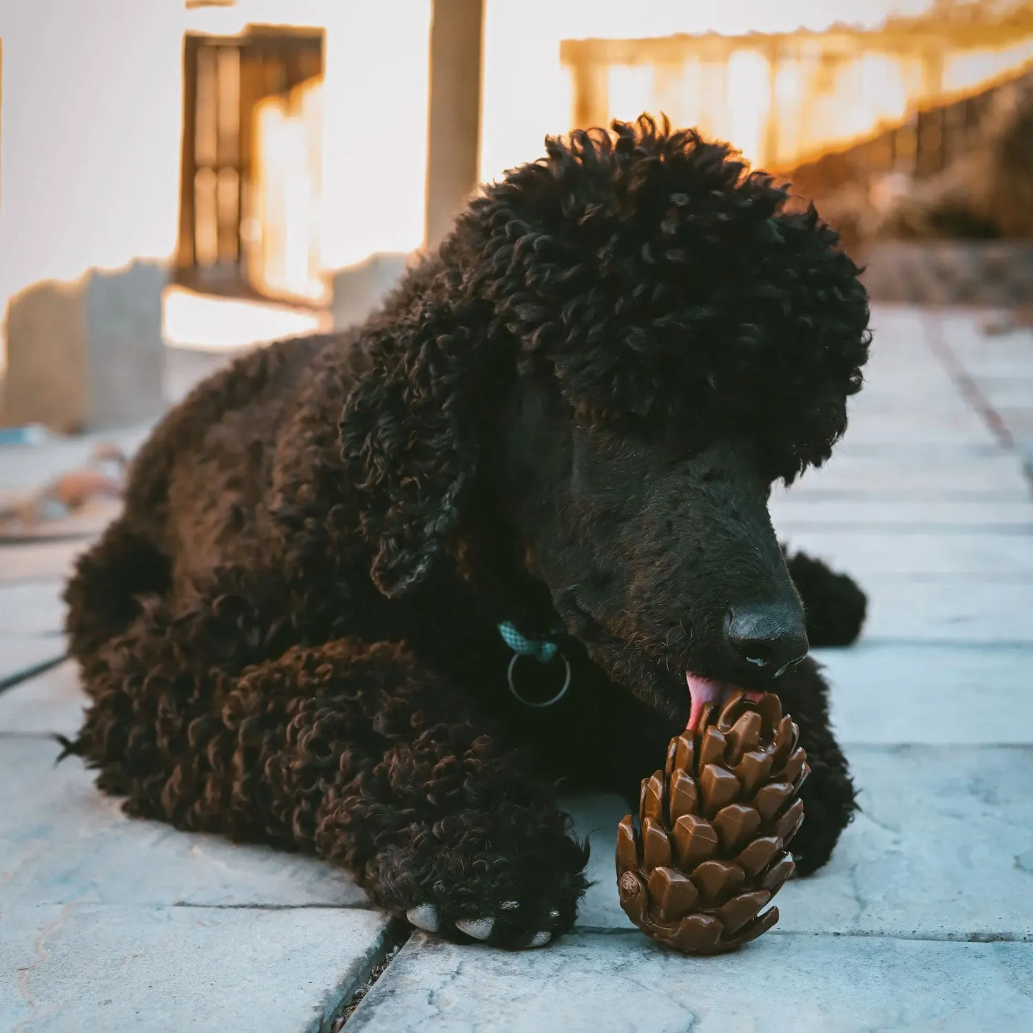 Loblola Pinecone Puzzle Toy