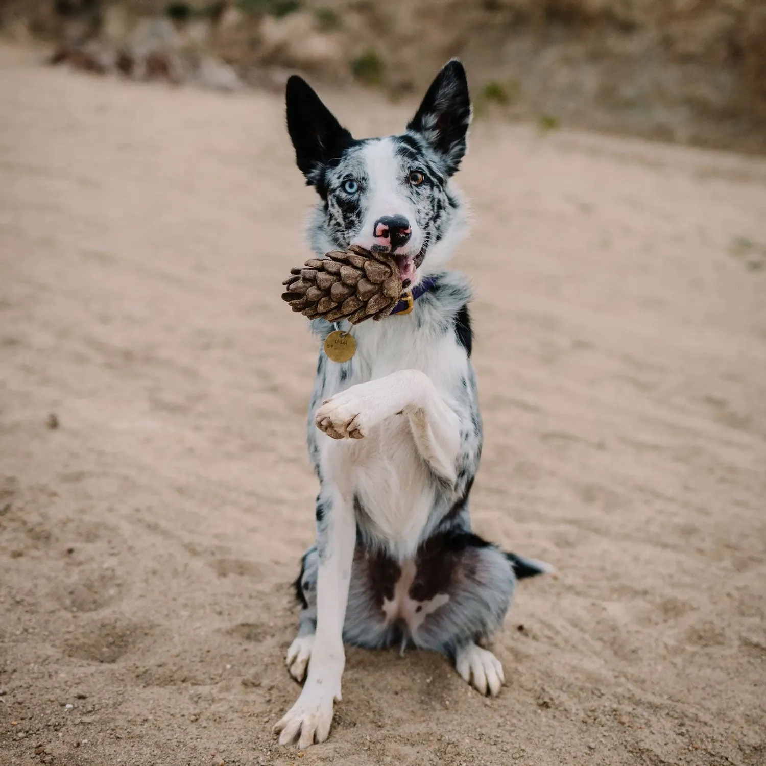 Loblola Pinecone Puzzle Toy