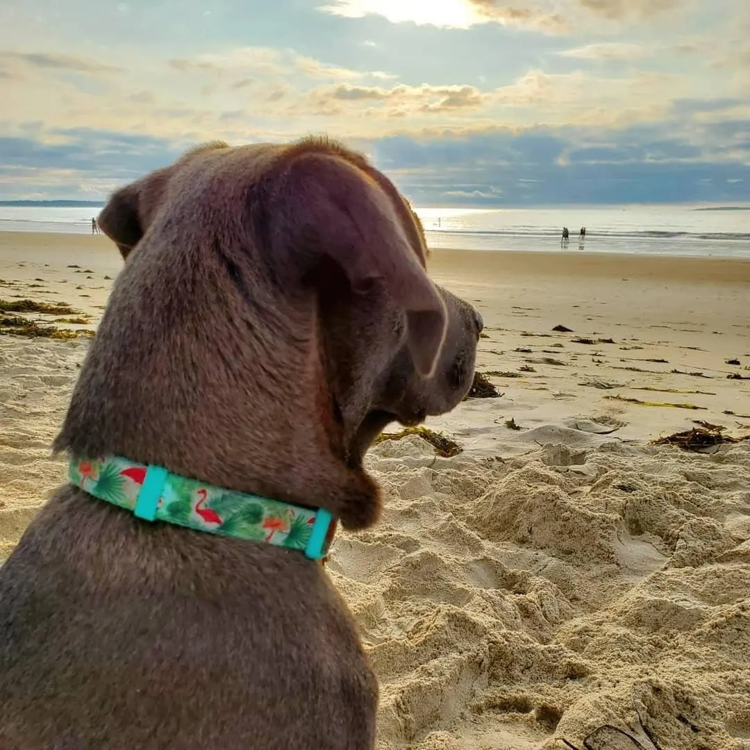 Martingale Dog Collars with Quick Snap Buckle Adjustable Flamingo Pattern Training No Pull Collars for Female Male Small Dogs (Small,Flamingo)