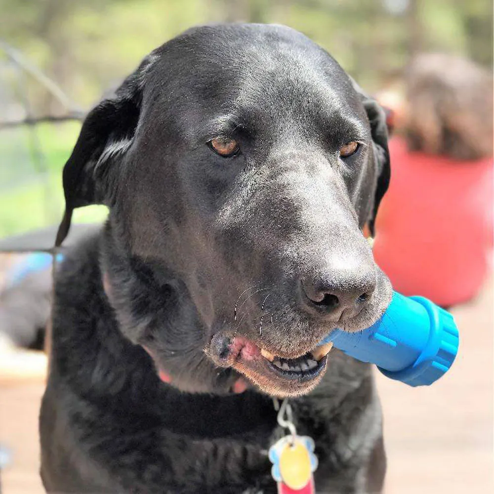 SodaPup ID Bone Rubber Treat Dispenser Toy